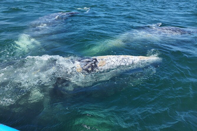 Full Day Gray Whale Watching Experience - Gray whale watching from Puerto Chale: what makes this day special
