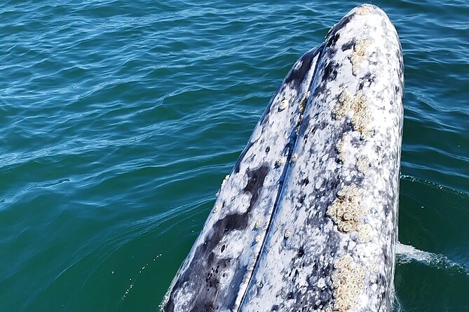 Full Day Gray Whale Watching Experience - Board the panga: how the ride sets you up for better whale time
