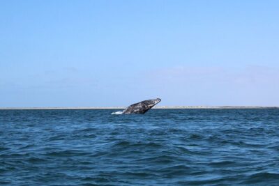 Full Day Gray Whale Watching Experience - The La Paz to Puerto Chale drive: timing and comfort that matter