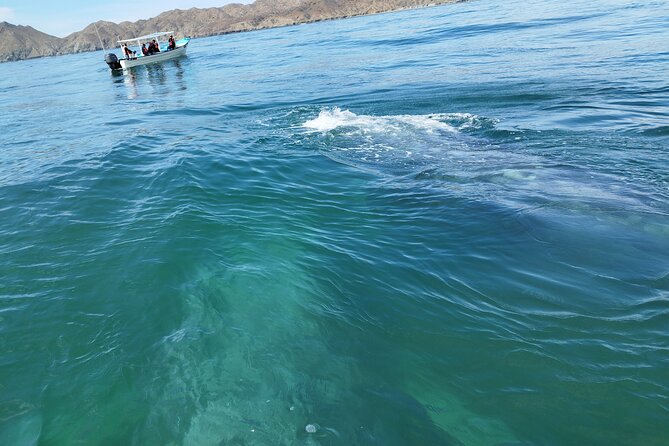 Full Day Gray Whale Watching Experience - What’s included for $191.18: the value check
