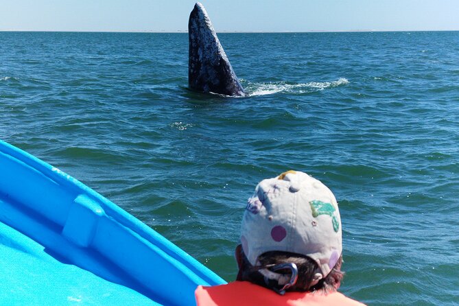 Full Day Gray Whale Watching Experience - Guides who actually help you read the ocean