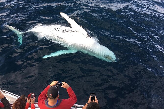 Full-Day Whale Watching and Wine Region Experience from Cape Town - Hermanus boat safari: the briefing, the spotting, and the pause