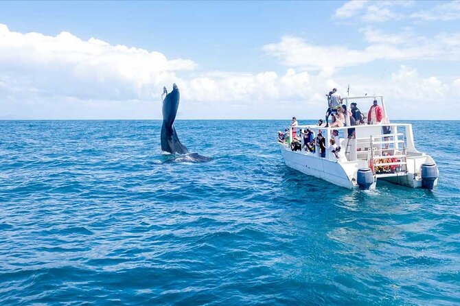 Full-Day Whale Watching Tour in Samana Bay from Cabeza de Toro - Key Things That Make This Tour Interesting