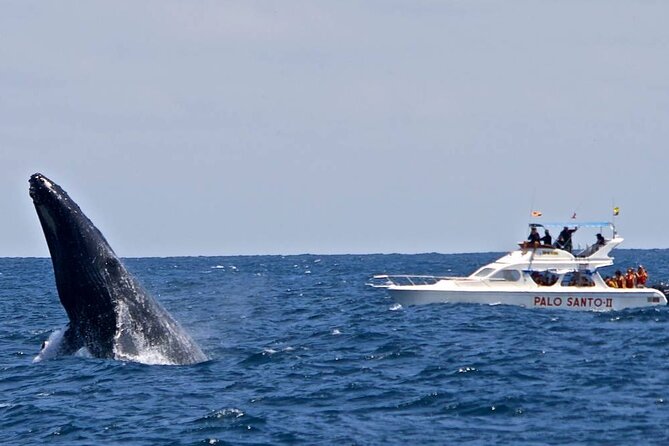 Full-Day Whale Watching Tour in Samana Bay from Cabeza de Toro - How the Day Is Built: A 5-in-1 Nature Run