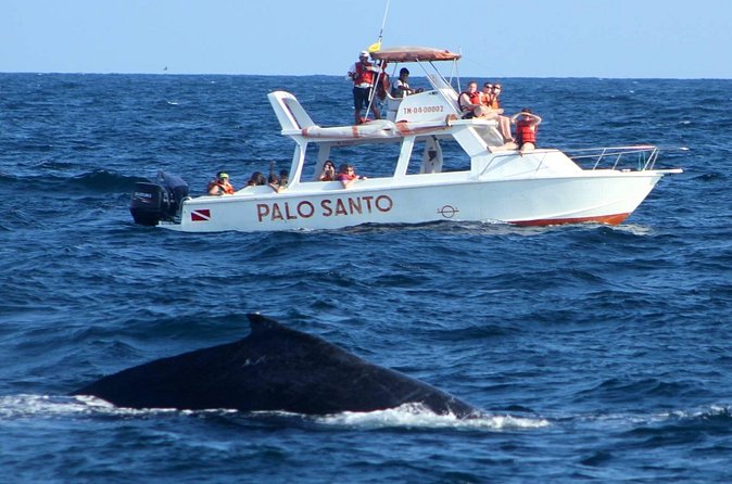 Full-Day Whale Watching Tour in Samana Bay from Cabeza de Toro - Timing and Logistics: The Part That Can Make or Break Your Mood