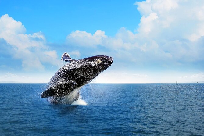 Full-Day Whale Watching Tour in Samana Bay from Cabeza de Toro - Whale Watching in Samaná Bay: What You’re Actually Chasing