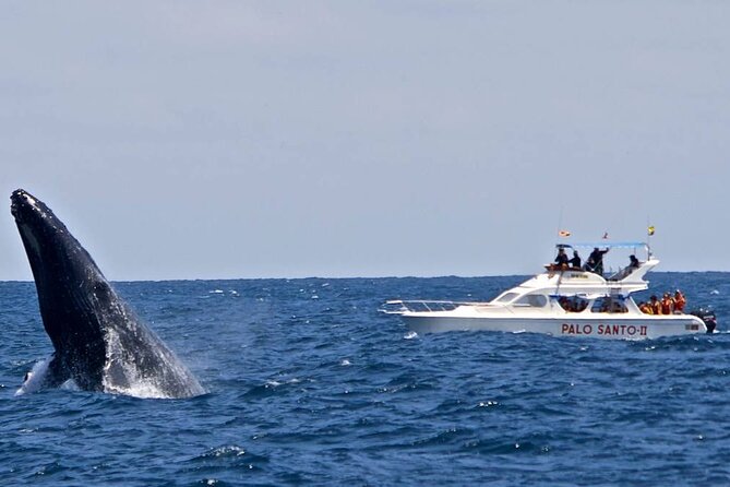 Full-day Whale watching Tour in Samana Bay from Punta Cana - Cayo Levantado: two hours of beach time after the boat