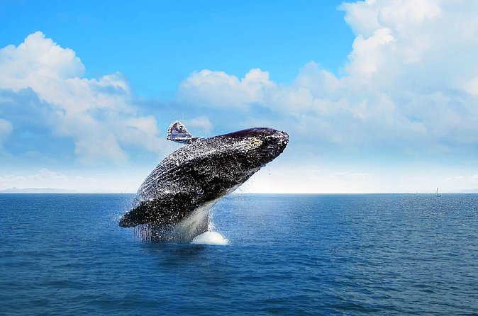 Full-day Whale watching Tour in Samana Bay from Punta Cana - Price and value: is $150 per person fair for this mix?