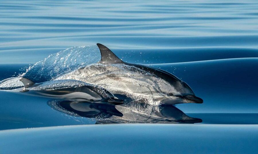 Funchal: Dolphin and Whale Watching Cruise - Key Points You Should Know Before You Go