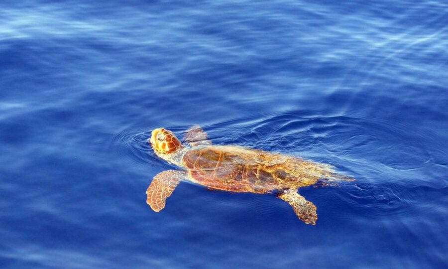 Funchal: Dolphin and Whale Watching Cruise - Who Should Book This Cruise (And Who Should Skip It)