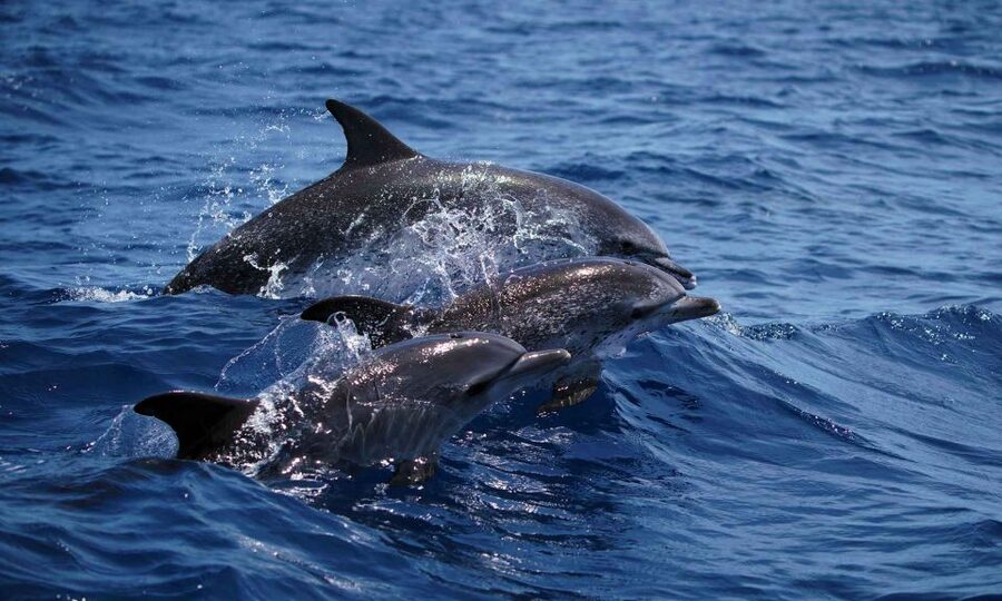 Funchal: Dolphin and Whale Watching Cruise - Funchal Coast Views Before You Chase Cetaceans