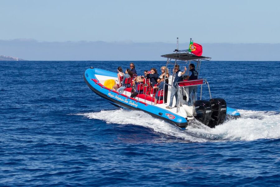 Funchal: Dolphin and Whale Watching Cruise - How the Captain and Marine Biologist Find Dolphins and Whales