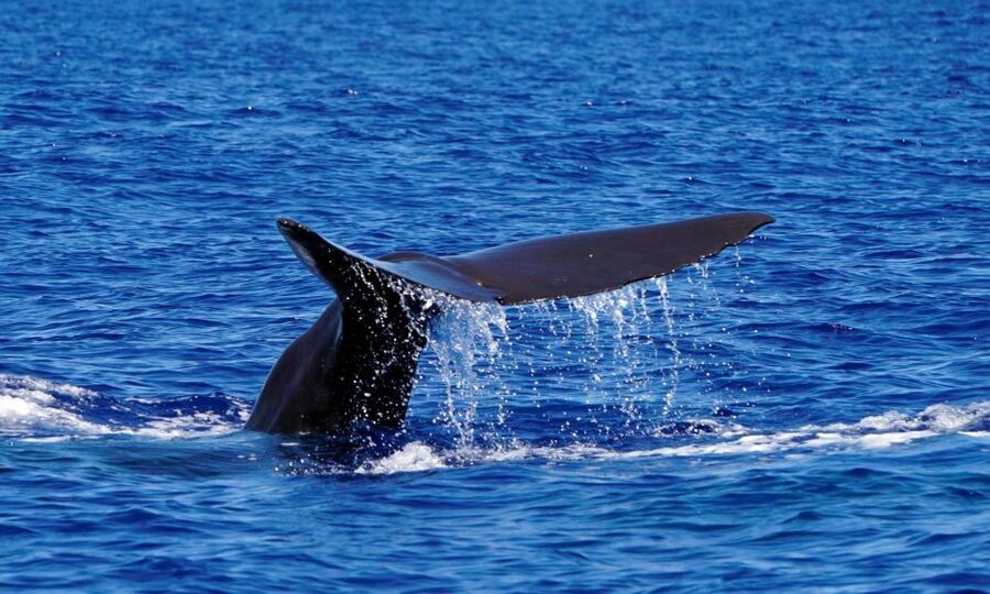 Funchal: Dolphin and Whale Watching Cruise - Wildlife Highlights: What You’ll Most Likely See (and What’s a Bonus)