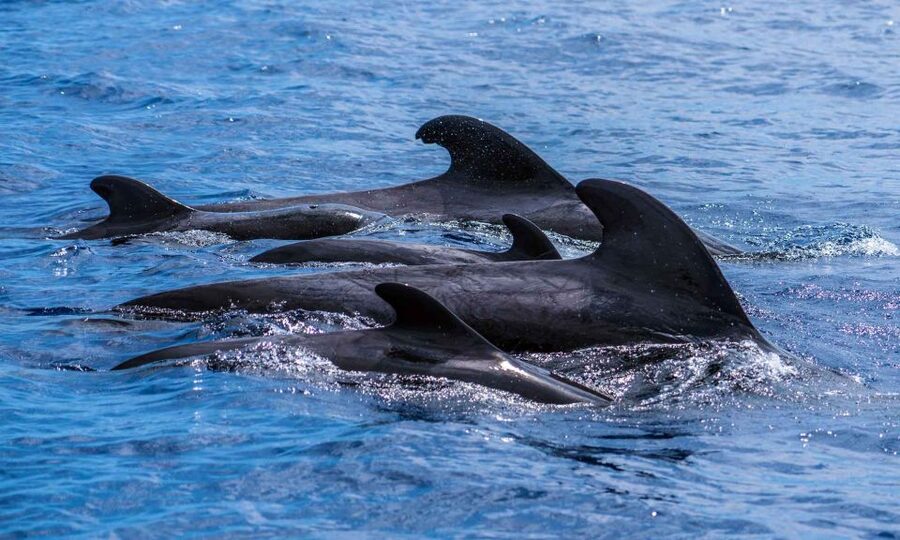 Funchal: Dolphin and Whale Watching Cruise - Comfort, Safety, and the Wet-Boat Reality