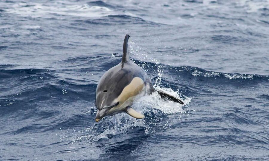 Funchal: Dolphin and Whale Watching Cruise - Time on the Water: What 2 Hours Feels Like in Practice