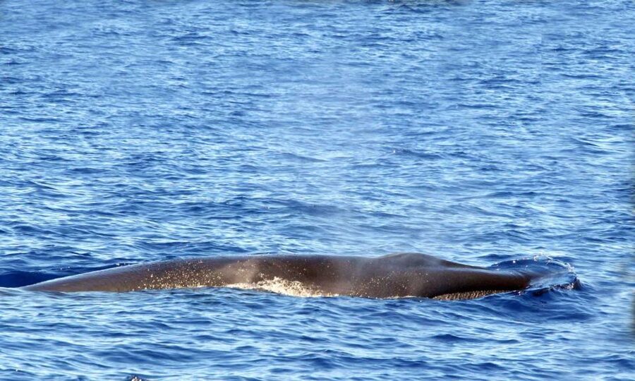 Funchal: Dolphin and Whale Watching Cruise - Price and Value: Is $58 a Good Deal in Funchal?