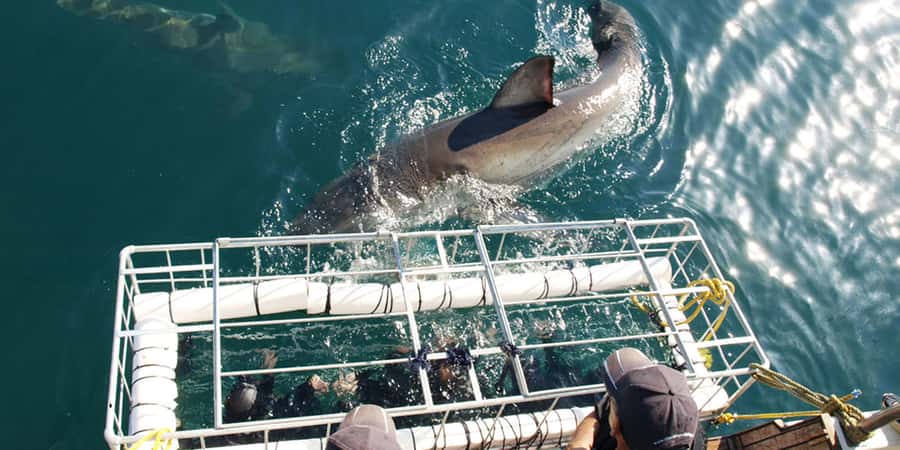 Gansbaai: Shark Dive & Whale Watching Combo Boat Trip - Key highlights you should care about