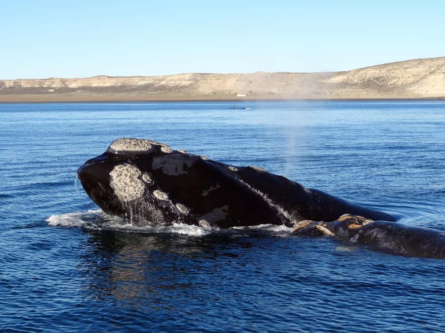 Gansbaai: Shark Dive & Whale Watching Combo Boat Trip - Shark Alley + Southern Right whales: the value of doing both