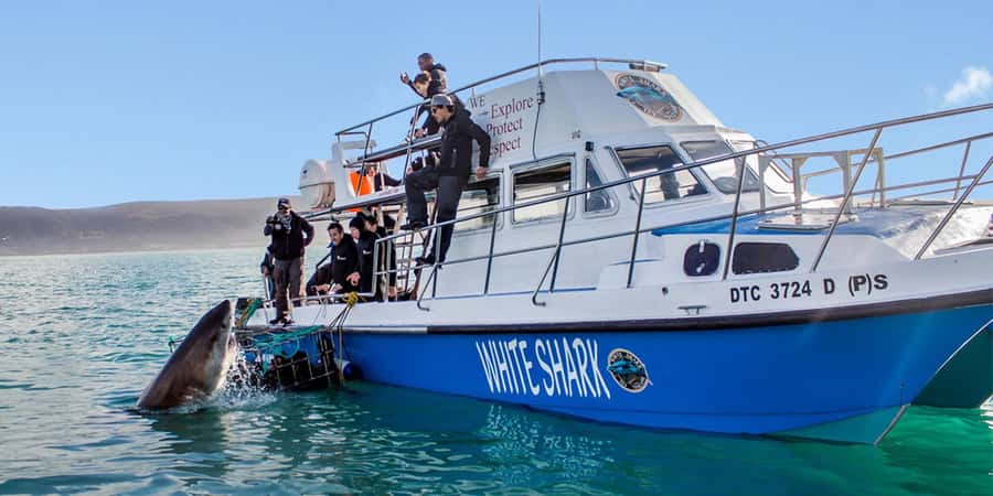 Gansbaai: Shark Dive & Whale Watching Combo Boat Trip - Inside the cage: how the 8-man turns work in Shark Alley