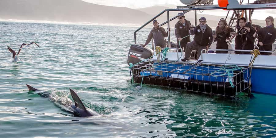 Gansbaai: Shark Dive & Whale Watching Combo Boat Trip - When the sharks are quiet: how to handle the risk
