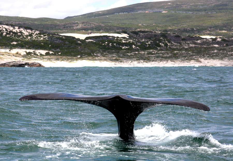 Gansbaai: Shark Dive & Whale Watching Combo Boat Trip - Southern Right whale watching in Walker Bay: timing, trip length, and what to aim for