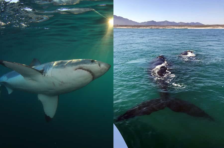 Gansbaai: Shark Dive & Whale Watching Combo Boat Trip - Price and value: why $292 can still feel fair