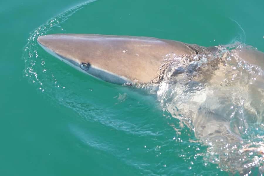 Gansbaai: Shark Dive & Whale Watching Combo Boat Trip - Practical logistics: meeting points, timing, and how to not be miserable