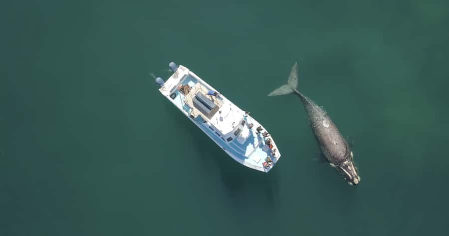 Gansbaai: Shark Dive & Whale Watching Combo Boat Trip - Who this combo fits best (and who should choose something else)