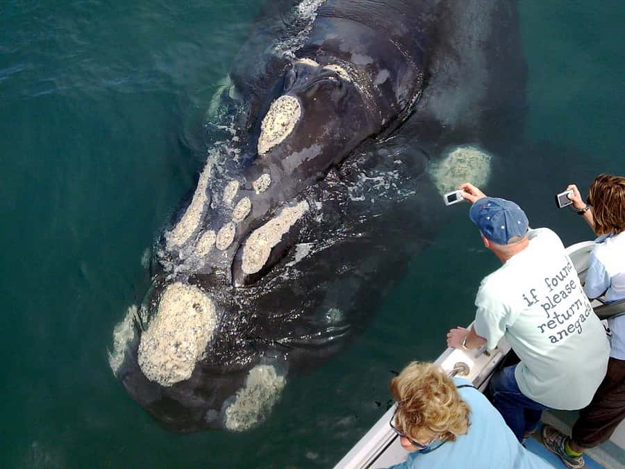 Gansbaai: Shark Dive & Whale Watching Combo Boat Trip - Kleinbaai morning: breakfast, wet suit, and the ride out to Dyer Island