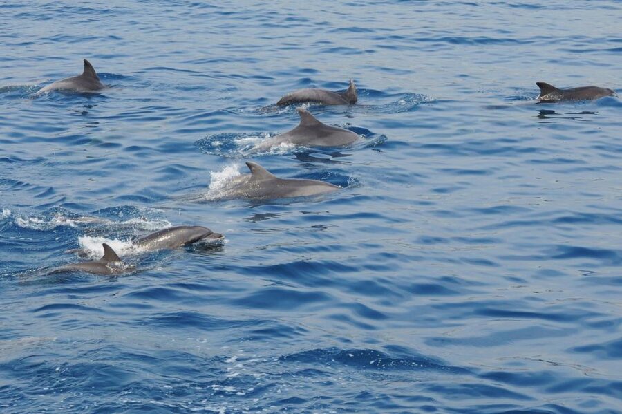 Genoa: Pelagos Sanctuary Whale Watching Cruise - Key things to know before you go
