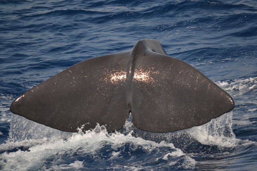 Genoa: Pelagos Sanctuary Whale Watching Cruise - Why Pelagos Sanctuary works for whale watching from Genoa