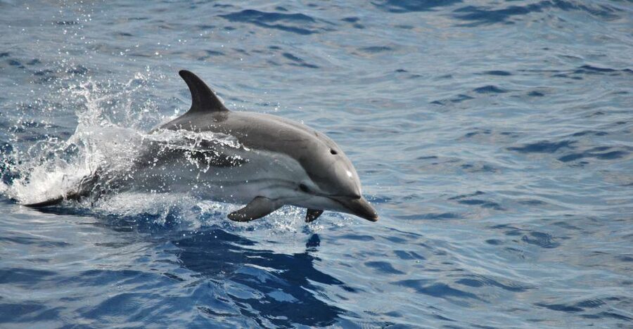 Genoa: Pelagos Sanctuary Whale Watching Cruise - The 4-hour flow: navigation, 1000–1500m depth, and surface searching