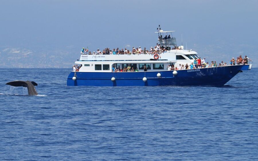Genoa: Pelagos Sanctuary Whale Watching Cruise - What you can realistically see: sperm whales, striped dolphins, beaked whales, turtles