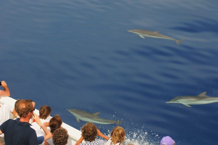 Genoa: Pelagos Sanctuary Whale Watching Cruise - Price and value: what $51 buys on a biologist-led cruise