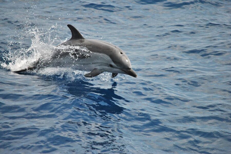 Genoa: Pelagos Sanctuary Whale Watching Cruise - Meeting at Porto Antico: Calata Mandraccio and a 13:00 departure