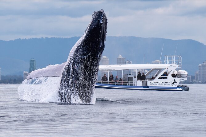 Gold Coast Whale Watching Cruise - Key things that make this cruise worth your time