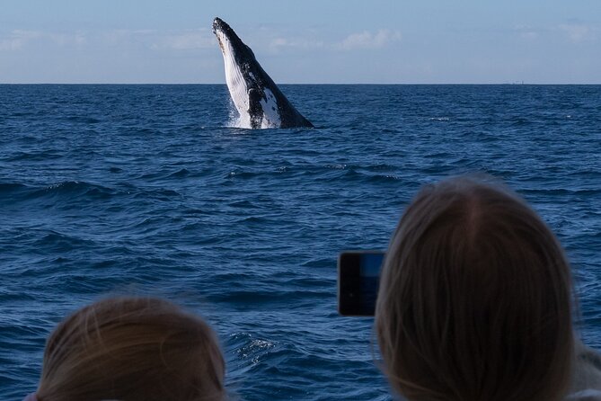 Gold Coast Whale Watching Cruise - First Look: Kokomo Cruises and What You’re Actually Buying
