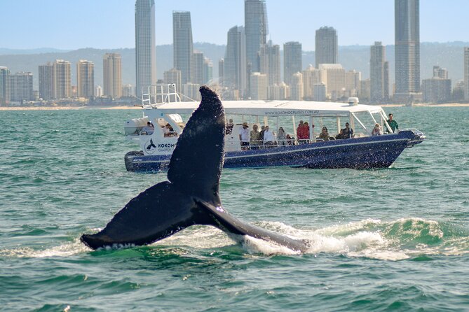 Gold Coast Whale Watching Cruise - The Commentary: What the Crew Adds (and Why It Changes the Trip)