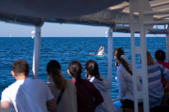 Gold Coast Whale Watching Cruise - Comfort and Common Concerns: Motion Sickness, Cold Wind, and Sea Conditions