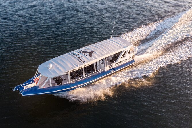 Gold Coast Whale Watching Cruise - Price and Value: Is $63.12 Good for Whale Watching?