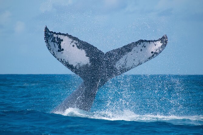 Grand Turk: Whale Watching - Key highlights you’ll actually feel during the tour