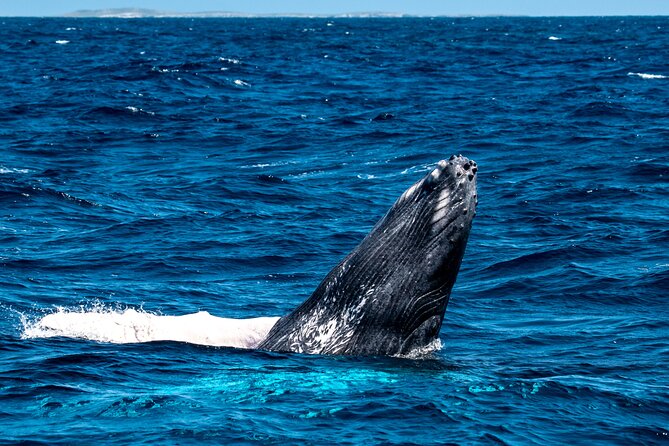 Grand Turk: Whale Watching - From Jack’s Shack Beach Bar to the whale-scanning catamaran