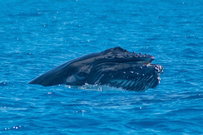 Grand Turk: Whale Watching - Learning in the moment: marine biologist + real whale behavior