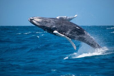Grand Turk: Whale Watching - The 3.5-hour route: from searching waters to front-row observation