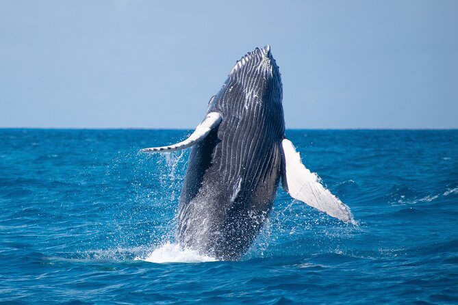Grand Turk: Whale Watching - Rum punch, snacks, and hydrophone time on board