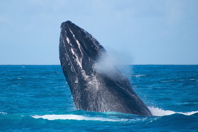 Grand Turk: Whale Watching - Practical tips that make your trip smoother