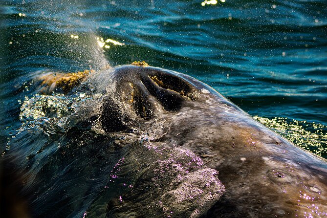 Gray Whale Journey: 10-Hour Tour with 3 Hours of Whale Watching - A 5:30 am start in La Paz that actually earns whale time