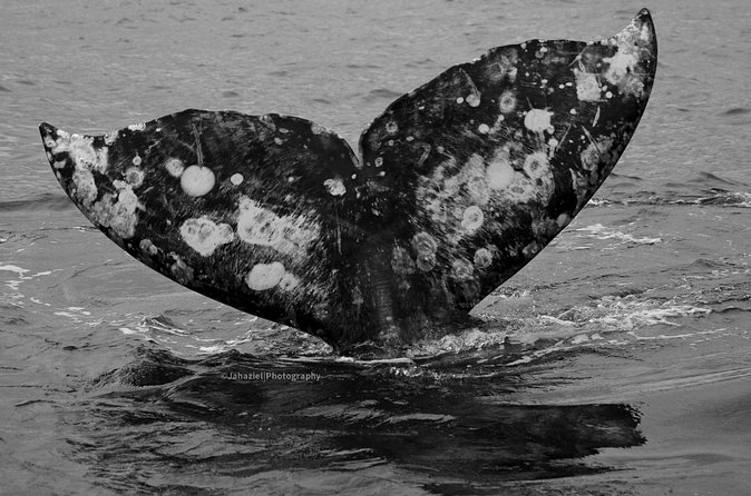 Gray Whale Journey: 10-Hour Tour with 3 Hours of Whale Watching - Learning from the guide: real whale talk, not just narration