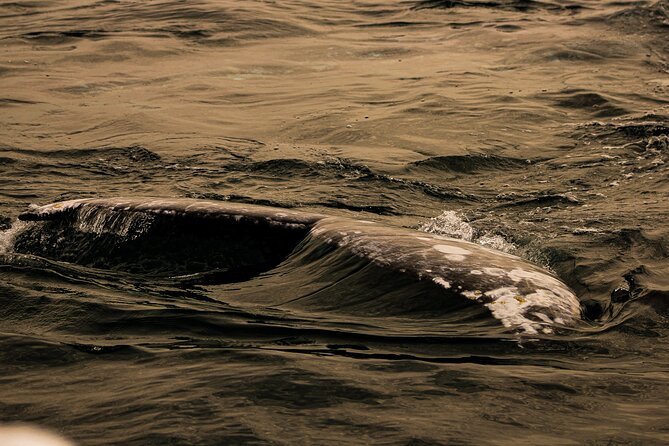 Gray Whale Journey: 10-Hour Tour with 3 Hours of Whale Watching - Comfort and timing: the parts that can make or break your day