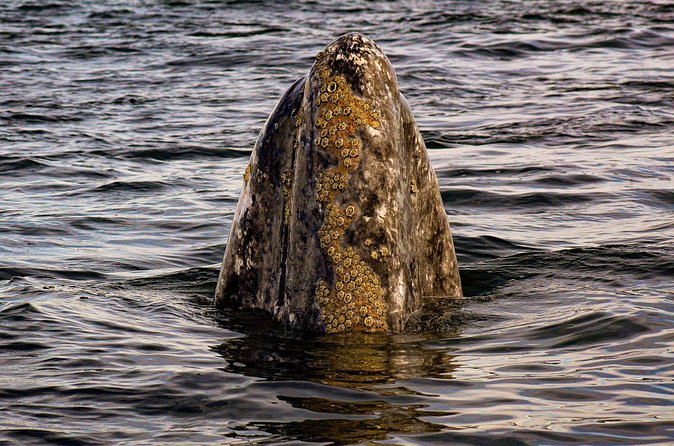 Gray Whale Journey: 10-Hour Tour with 3 Hours of Whale Watching - Should you book this Gray Whale Journey?